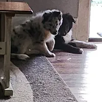 Bubbles, a male Shetland Sheepdog for sale in Benton, KY – Photo 2 of 3