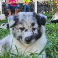 Bubbles, a male Shetland Sheepdog for sale in Benton, KY – Photo 3 of 3