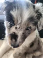 Pups, a female Shetland Sheepdog for sale in Benton, KY – Photo 2 of 3