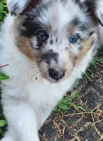 Pups, a female Shetland Sheepdog for sale in Benton, KY – Photo 1 of 3