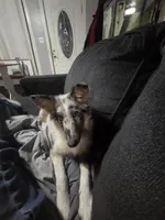 Pups, a female Shetland Sheepdog for sale in Benton, KY – Photo 3 of 3