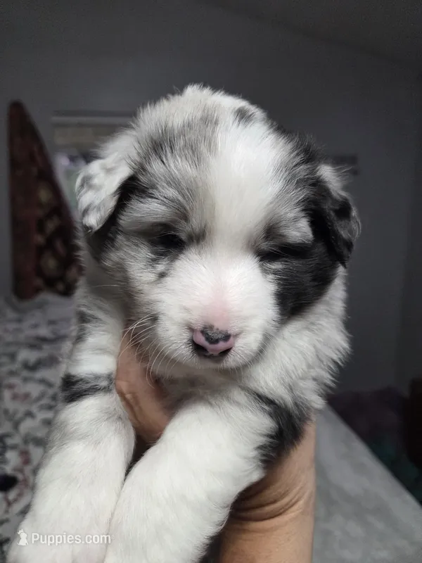 Eskimo  – Shetland Sheepdog puppy for sale in Hardin, KY
