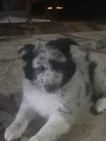 Puddles, a male Shetland Sheepdog for sale in Hardin, KY – 2 of 2
