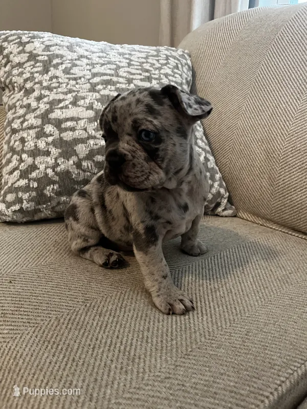 DJ – French Bulldog puppy for sale in Myrtle Beach, SC