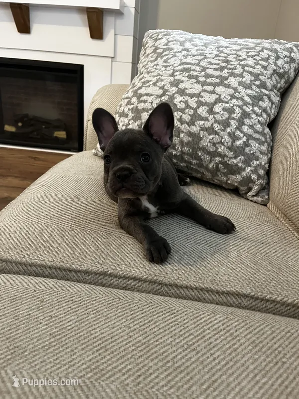 Bleu – French Bulldog puppy for sale in Myrtle Beach, SC