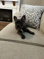 Bleu, a female French Bulldog for sale in Myrtle Beach, SC – 1 of 6