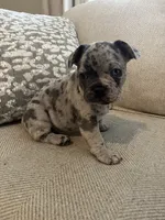 DJ, a male French Bulldog for sale in Myrtle Beach, SC – 2 of 5