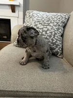 DJ, a male French Bulldog for sale in Myrtle Beach, SC – 4 of 5