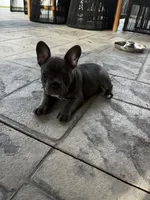 Bleu, a female French Bulldog for sale in Myrtle Beach, SC – 5 of 6