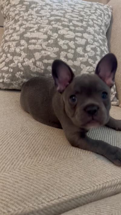 Bleu, a female French Bulldog for sale in Myrtle Beach, SC – 6 of 6