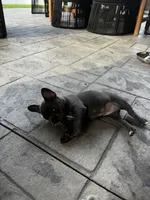 Bleu, a female French Bulldog for sale in Myrtle Beach, SC – 3 of 6