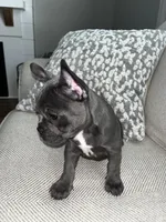 Bleu, a female French Bulldog for sale in Myrtle Beach, SC – 2 of 6
