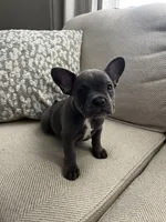 Bleu, a female French Bulldog for sale in Myrtle Beach, SC – 4 of 6