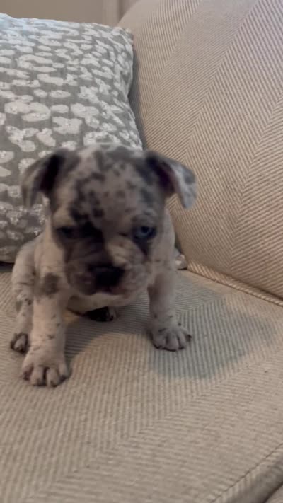 DJ, a male French Bulldog for sale in Myrtle Beach, SC – 5 of 5