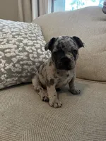 DJ, a male French Bulldog for sale in Myrtle Beach, SC – 3 of 5
