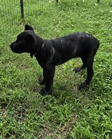 Maybel , a female Cane Corso for sale in Huntsville, AR – 3 of 7