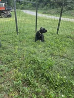 Reba, a female Cane Corso for sale in Huntsville, AR – 5 of 6