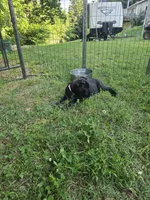 Reba, a female Cane Corso for sale in Huntsville, AR – 6 of 6
