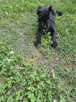 Apollo , a male Cane Corso for sale in Huntsville, AR – 3 of 3