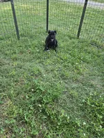 Reba, a female Cane Corso for sale in Huntsville, AR – 4 of 6