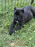 Maverick , a male Cane Corso for sale in Huntsville, AR – 3 of 4