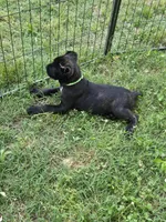 Beau, a male Cane Corso for sale in Huntsville, AR – 2 of 4