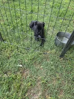 Beau, a male Cane Corso for sale in Huntsville, AR – 3 of 4