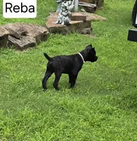 Reba, a female Cane Corso for sale in Huntsville, AR – 2 of 9