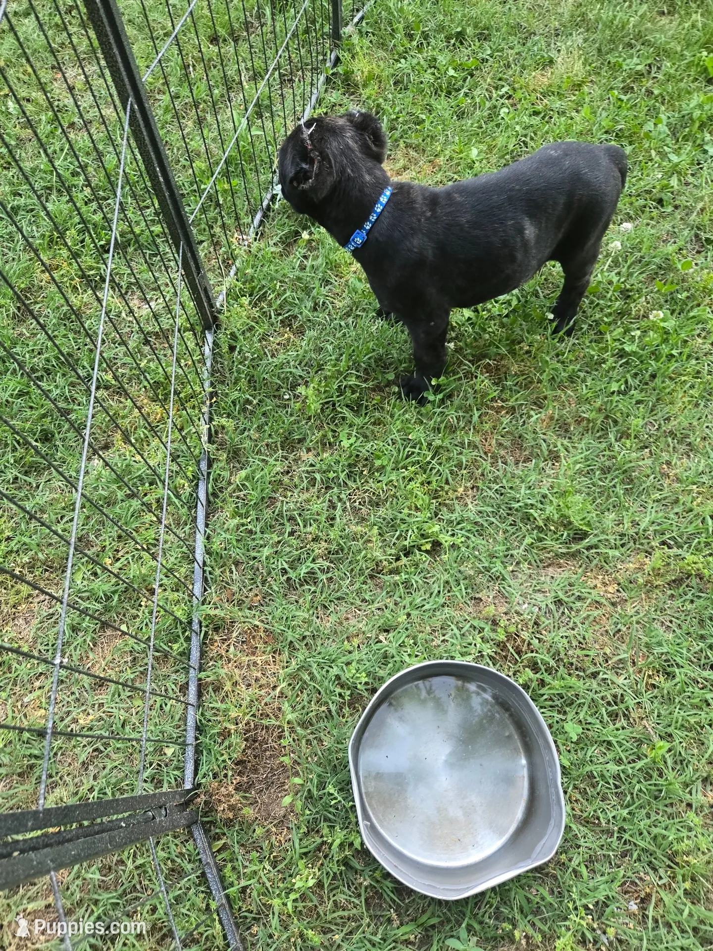 Apollo , a male Cane Corso for sale in Huntsville, AR – 2 of 3