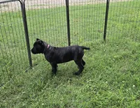 Reba, a female Cane Corso for sale in Huntsville, AR – 3 of 9
