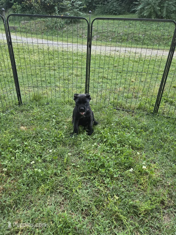 Reba – Cane Corso puppy for sale in Huntsville, AR