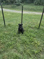 Reba, a female Cane Corso for sale in Huntsville, AR – 1 of 6