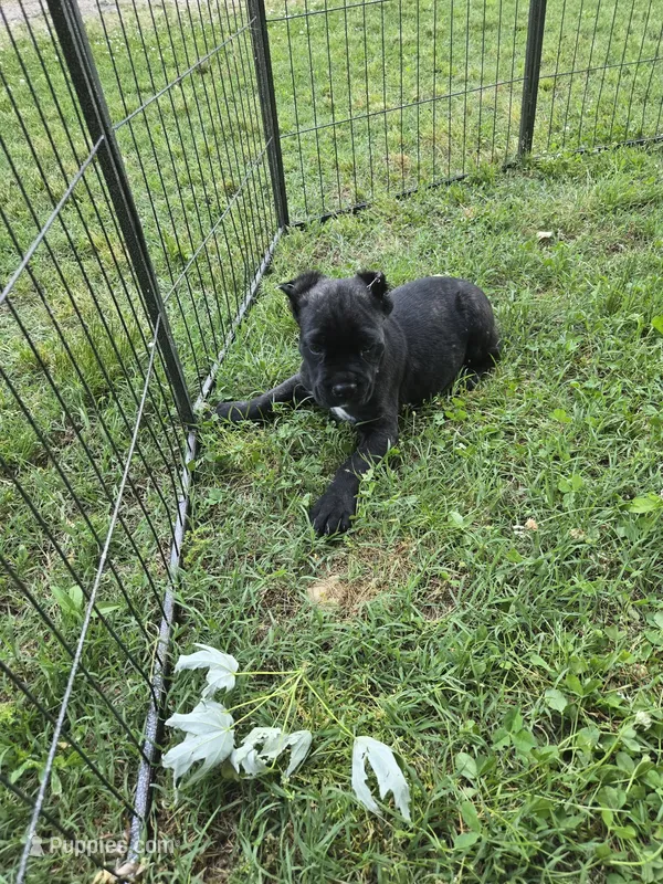 Apollo  – Cane Corso puppy for sale in Huntsville, AR
