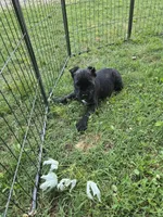 Apollo , a male Cane Corso for sale in Huntsville, AR – 1 of 3