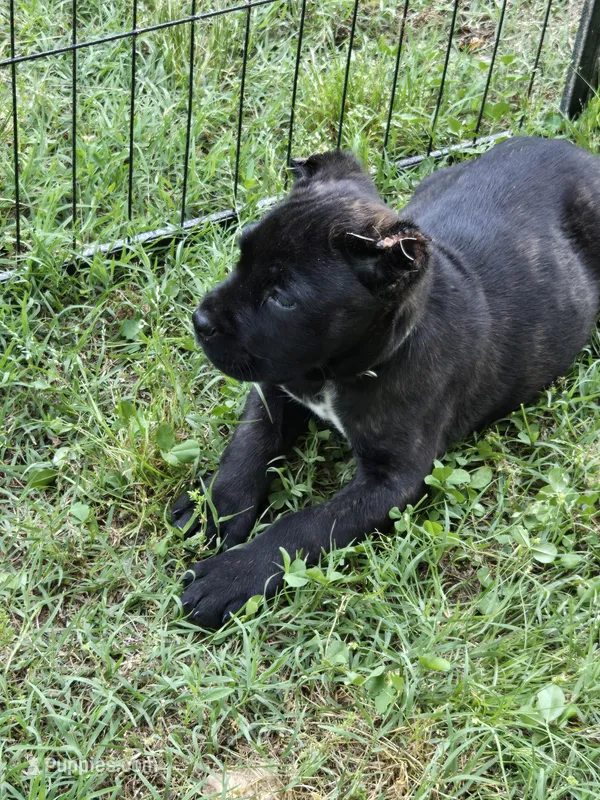 Maverick  – Cane Corso puppy for sale in Huntsville, AR