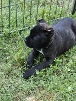 Maverick , a male Cane Corso for sale in Huntsville, AR – 1 of 4