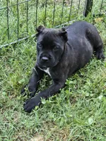 Maverick , a male Cane Corso for sale in Huntsville, AR – 2 of 4
