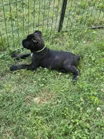 Beau, a male Cane Corso for sale in Huntsville, AR – 4 of 4
