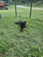 Reba, a female Cane Corso for sale in Huntsville, AR – 3 of 6