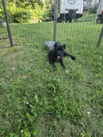 Reba, a female Cane Corso for sale in Huntsville, AR – 2 of 6