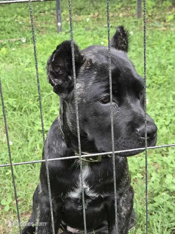Maybel  – Cane Corso puppy for sale in Huntsville, AR