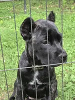 Maybel , a female Cane Corso for sale in Huntsville, AR – 1 of 7