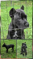 Maybel , a female Cane Corso for sale in Huntsville, AR – 7 of 7