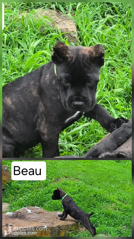 Beau – Cane Corso puppy for sale in Huntsville, AR