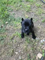 Maybel , a female Cane Corso for sale in Huntsville, AR – 1 of 5