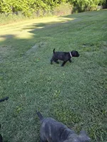 Maybel , a female Cane Corso for sale in Huntsville, AR – 5 of 5