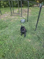 Maybel , a female Cane Corso for sale in Huntsville, AR – 2 of 5