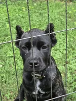 Maybel , a female Cane Corso for sale in Huntsville, AR – 2 of 7