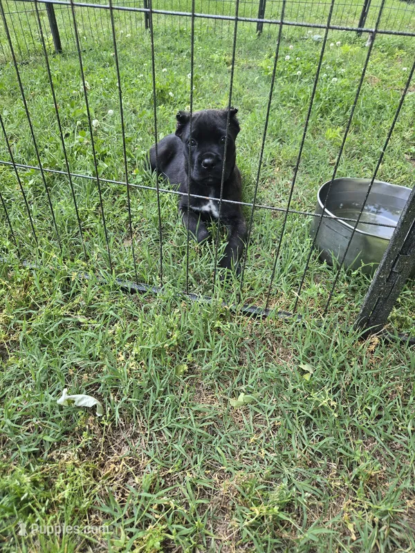 Beau – Cane Corso puppy for sale in Huntsville, AR