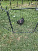 Maybel , a female Cane Corso for sale in Huntsville, AR – 3 of 5